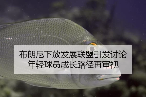 布朗尼下放发展联盟引发讨论 年轻球员成长路径再审视